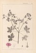ranskalaisten kasvilajiston herbarium Pl0061 - Louis Antoine Cusin — näkymä teoksesta
