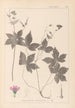 Ranskan kasvilajiston herbarium Pl0062 - Louis Antoine Cusin — näkymä teoksesta