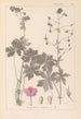 Ranskan kasvilajiston herbarium Pl0063 - Louis Antoine Cusin — näkymä teoksesta