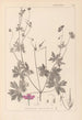 Ranskan kasvilajiston herbarium Pl0064 - Louis Antoine Cusin — näkymä teoksesta