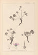 Ranskan kasvilajiston herbarium Pl0066 - Louis Antoine Cusin — näkymä teoksesta