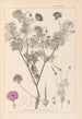 Ranskan kasvilajiston herbarium Pl0067 - Louis Antoine Cusin — näkymä teoksesta