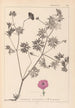 Ranskan kasvilajiston herbarium Pl0068 - Louis Antoine Cusin — näkymä teoksesta