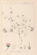 Ranskan kasvilajiston herbarium Pl0069 - Louis Antoine Cusin — näkymä teoksesta