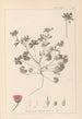 Ranskan kasvilajiston herbarium Pl0070 - Louis Antoine Cusin — näkymä teoksesta