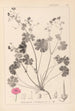Ranskan kasvilajiston herbarium Pl0071 - Louis Antoine Cusin — näkymä teoksesta
