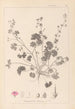 Ranskan kasvilajiston herbarium Pl0072 - Louis Antoine Cusin — näkymä teoksesta