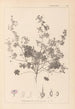Ranskan kasvilajiston herbarium Pl0073 - Louis Antoine Cusin — näkymä teoksesta