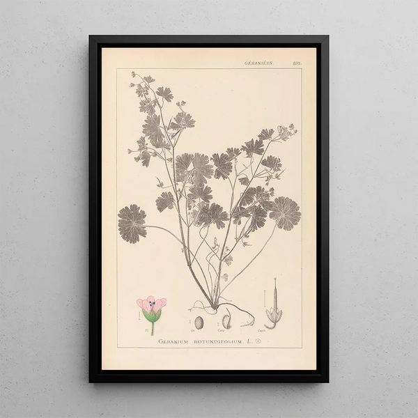 Louis Antoine Cusin - Herbier de la flore franaise Pl0074.webp