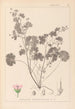 Ranskan kasvilajiston herbarium Pl0074 - Louis Antoine Cusin — näkymä teoksesta