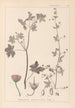 Ranskan kasvilajiston herbarium Pl0075 - Louis Antoine Cusin — näkymä teoksesta