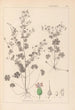 Ranskan kasvilajiston herbarium Pl0076 - Louis Antoine Cusin — näkymä teoksesta