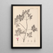 Ranskan kasvilajiston herbarium Pl0078 - Louis Antoine Cusin — kehystetty taideteos seinällä
