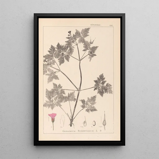 Louis Antoine Cusin - Herbier de la flore franaise Pl0078.webp