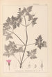 Ranskan kasvilajiston herbarium Pl0078 - Louis Antoine Cusin — näkymä teoksesta