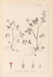 Ranskan kasvilajiston herbarium Pl0079 - Louis Antoine Cusin — näkymä teoksesta