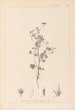 Ranskan kasvilajiston herbarium Pl0080 - Louis Antoine Cusin — näkymä teoksesta