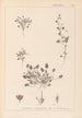 Ranskan kasvilajiston herbarium Pl0081 - Louis Antoine Cusin — näkymä teoksesta