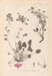 Ranskan kasvilajiston herbarium Pl0082 - Louis Antoine Cusin — näkymä teoksesta