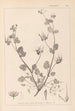 Ranskan kasvilajiston herbarium Pl0083 - Louis Antoine Cusin — näkymä teoksesta