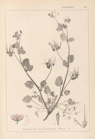 Louis Antoine Cusin - Herbier de la flore franaise Pl0083.webp