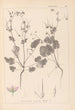 Ranskan kasvilajiston herbarium Pl0084 - Louis Antoine Cusin — näkymä teoksesta