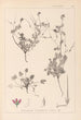 Ranskan kasvilajiston herbarium Pl0085 - Louis Antoine Cusin — näkymä teoksesta