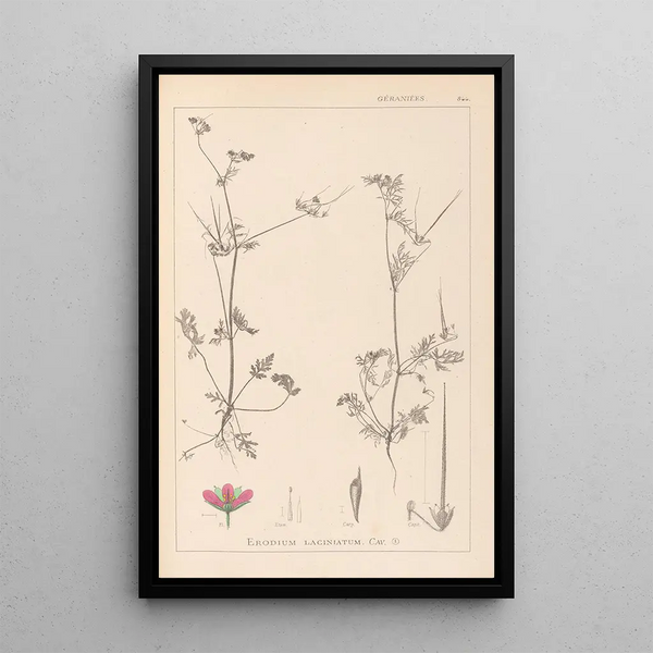 Louis Antoine Cusin - Herbier de la flore franaise Pl0086.webp
