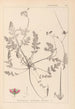 Ranskalaisen kasvilajiston herbarium Pl0087 - Louis Antoine Cusin — näkymä teoksesta