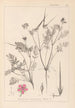 Ranskalaisen kasvilajiston herbarium Pl0088 - Louis Antoine Cusin — näkymä teoksesta