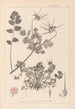 Ranskalaisen kasvilajiston herbarium Pl0089 - Louis Antoine Cusin — näkymä teoksesta