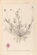 Ranskalaisen kasvilajiston herbarium Pl0091 - Louis Antoine Cusin — näkymä teoksesta