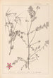 Ranskalaisen kasvilajiston herbarium Pl0092 - Louis Antoine Cusin — näkymä teoksesta