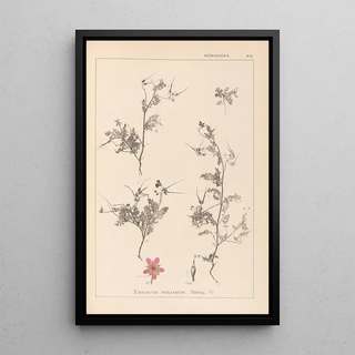 Louis Antoine Cusin - Herbier de la flore franaise Pl0093.webp