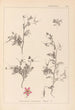 Ranskalaisen kasvilajiston herbarium Pl0093 - Louis Antoine Cusin — näkymä teoksesta