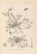 Ranskalaisen kasvilajiston herbarium Pl0094 - Louis Antoine Cusin — näkymä teoksesta