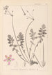 Ranskalaisen kasvilajiston herbarium Pl0095 - Louis Antoine Cusin — näkymä teoksesta