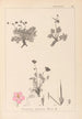 Ranskalaisen kasvilajiston herbarium Pl0096 - Louis Antoine Cusin — näkymä teoksesta