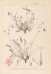 Ranskalaisen kasvilajiston herbarium Pl0097 - Louis Antoine Cusin — näkymä teoksesta