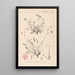 Ranskalaisen kasvilajiston herbarium Pl0097 - Louis Antoine Cusin — kehystetty taideteos seinällä