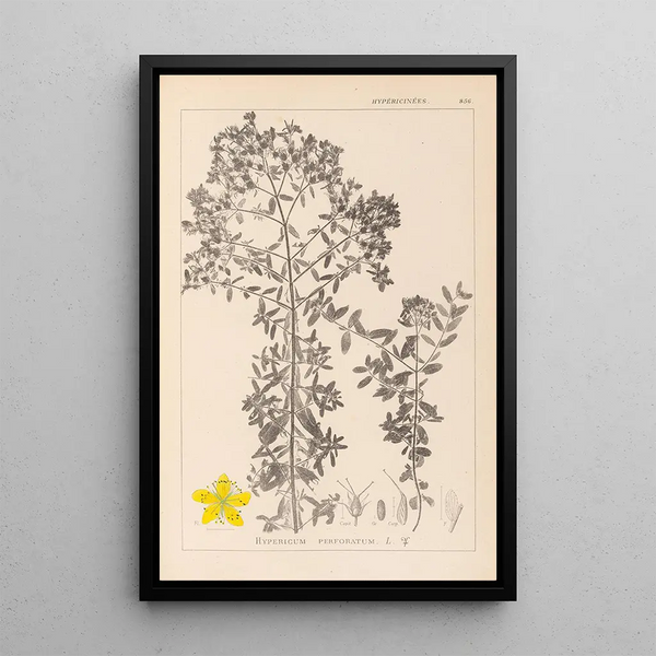 Louis Antoine Cusin - Herbier de la flore franaise Pl0098.webp