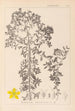 Ranskalaisen kasvilajiston herbarium Pl0098 - Louis Antoine Cusin — näkymä teoksesta