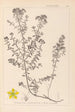 Ranskalaisen kasvilajiston herbarium Pl0099 - Louis Antoine Cusin — näkymä teoksesta