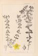 Ranskalaisen kasvilajiston herbarium Pl0100 - Louis Antoine Cusin — näkymä teoksesta
