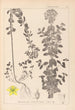 Ranskalaisen kasvilajiston herbarium Pl0101 - Louis Antoine Cusin — näkymä teoksesta