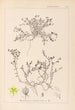 Ranskalaisen kasvilajiston herbarium Pl0102 - Louis Antoine Cusin — näkymä teoksesta