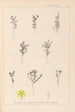 Ranskalaisen kasvilajiston herbarium Pl0103 - Louis Antoine Cusin — näkymä teoksesta