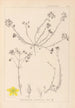 Ranskalaisen kasvilajiston herbarium Pl0104 - Louis Antoine Cusin — näkymä teoksesta