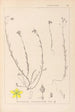 Ranskalaisen kasvilajiston herbarium Pl0105 - Louis Antoine Cusin — näkymä teoksesta