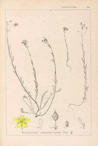 Louis Antoine Cusin - Herbier de la flore franaise Pl0105.webp